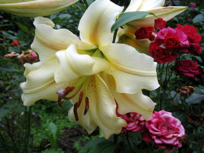 Lilium-auratum-Flora-Plena-.jpg