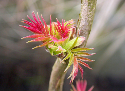 Sorbaria_Austrieb_11.3.09.jpg