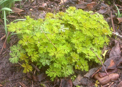 Corydalis_2_11.3.09.jpg