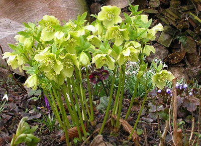 Helleborus_gelbgrun_11.3.09.jpg