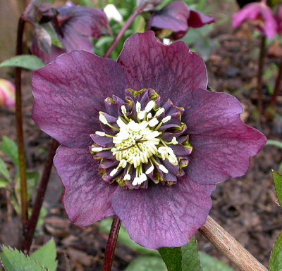 Helleborus_lila_Anemone_11.3.09.jpg