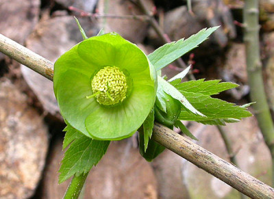 Helleborus_odorus_11.3.09.jpg