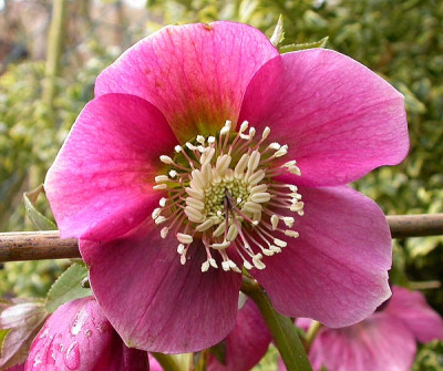 Helleborus_rosa_11.3.09.jpg