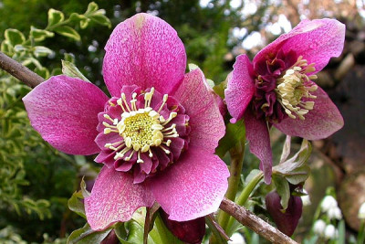 Helleborus_rosa_Anemone_11.3.09.jpg