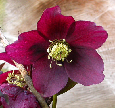 Helleborus_rot_11.3.09.jpg