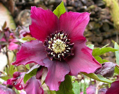 Helleborus_rote_Zipfelanmone_11.3.09.jpg