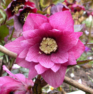 Helleborus_Schmiemanns_roter_Stern_11.3.09.jpg