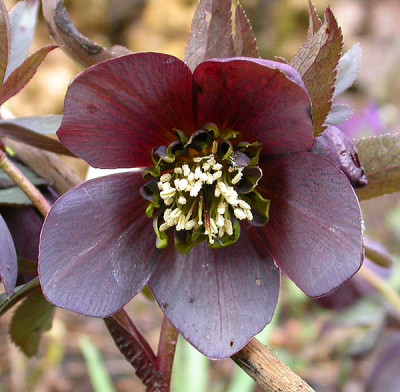 Helleborus_schwarze_Anemone_11.3.09.jpg