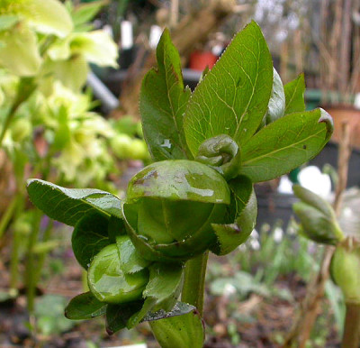Helleborus_Tantum_verde_11.3.09.jpg