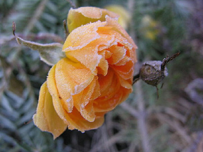 Rose-Sarz-1-a.jpg