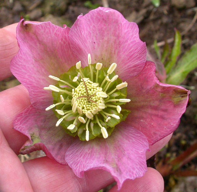 Samling_rosa_grune_Anemone_11.3.09.jpg