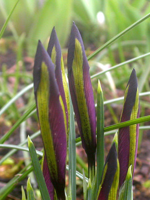 Iris_reticulata_schoner_Austrieb_11.3.09.jpg