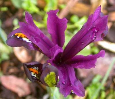 Iris_reticulata_Austrieb_offen_11.3.09.jpg