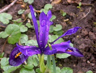 Iris_reticulata_unbekannt_11.3.09.jpg