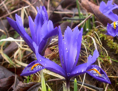 Iris_reticulata_vielleicht_Harmony_11.3.09.jpg
