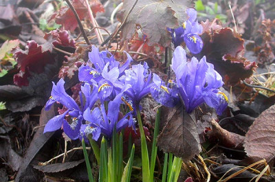 Iris_reticulata_vielleicht_Harmony_in_Heuchera_11.3.09.jpg
