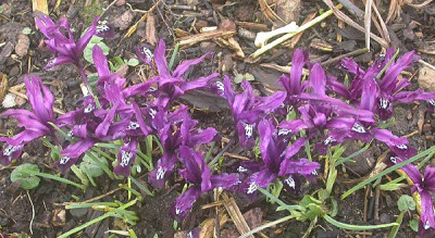 Iris_reticulata_vielleicht_Zwanenburg_11.3.09.jpg