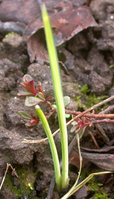 Iris_reticulata_Marguerite_letzer_Rest_11.3.09.jpg