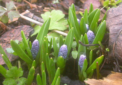 Muscari_am_Start_11.3.09.jpg