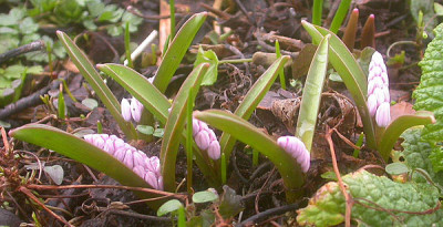 Auch_als_Scilla_bifolia_gekauft_11.3.09.jpg