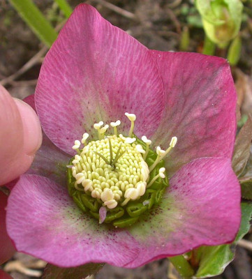 Samling_Schrott_rosa_11.3.09.jpg