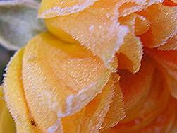 Rose-Sarz-2.jpg