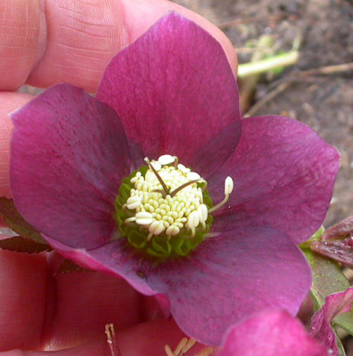 Samling_purple_grune_Nektarien_11.3.09.jpg