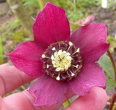 Samling_purple_Anemone_11.3.09.jpg