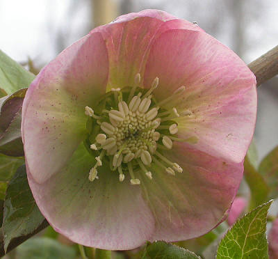 Samling_rosa_rund_Punkte_11.3.09.jpg