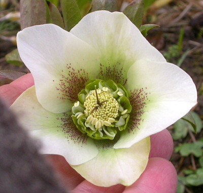 Samling_wei_guttatus_Anemone_11.3.09.jpg