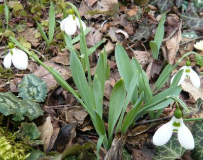 Galanthus_elwesii_fars_2009.jpg