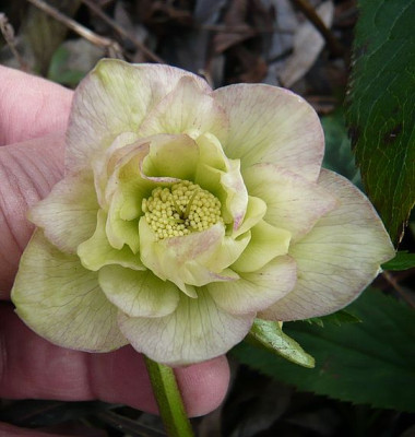 Helleborus_geruescht_fars_2009.jpg