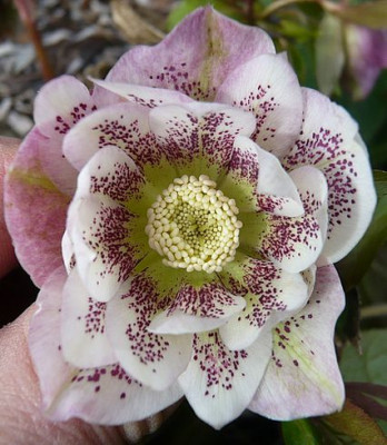 Helleborus_rokoko_fars_2009.jpg