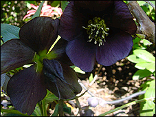 helleborus_schieferbl.jpg