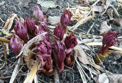 Paeonia_mairei_fars_2009.jpg