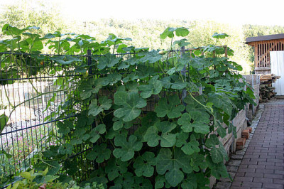 Pantana0607a.jpg