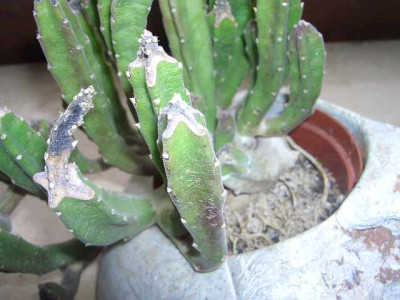 Stapelia.jpg