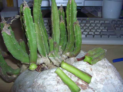 Stapelia_schnitt.jpg