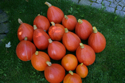 Kurbisernte_2008_0108a.jpg