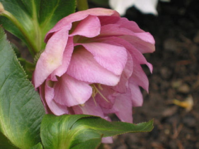 rosa_gefuellt_06_Karin_3_09.jpg