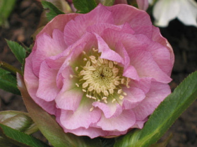 Rosa_Gefuellt_06_Karin_2te_Bluete.jpg