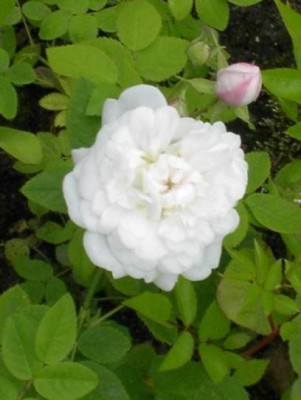 mme_legras_de_st_germain_20040606.jpg