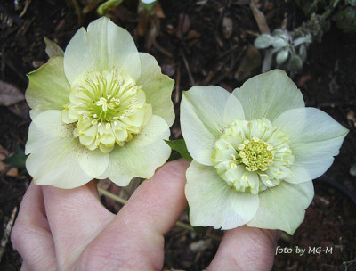 HellePrimIMGP0293.jpg