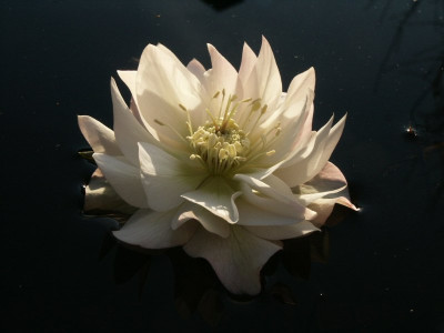 Helleborus_weiss_gef.jpg
