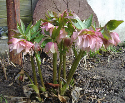 HelleWeissRosaIMGP0264.jpg