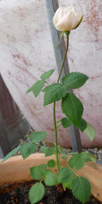 P1000300.JPG