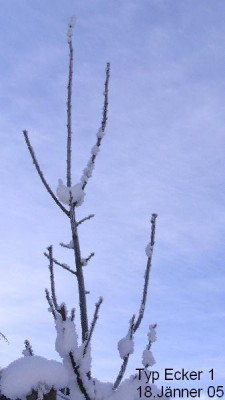 Ecker_1_frost.jpg