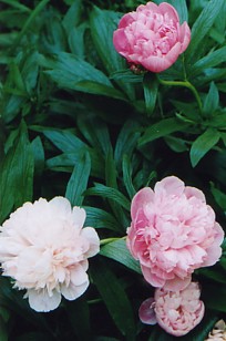 Mutabilis_Plena.jpg