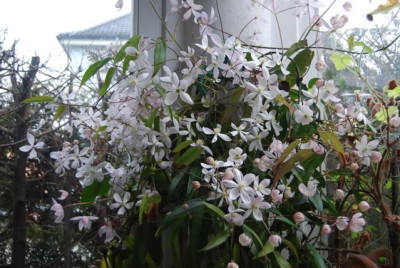 C.armandii_09.jpg