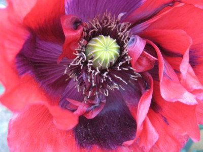 Mohn_08.jpg